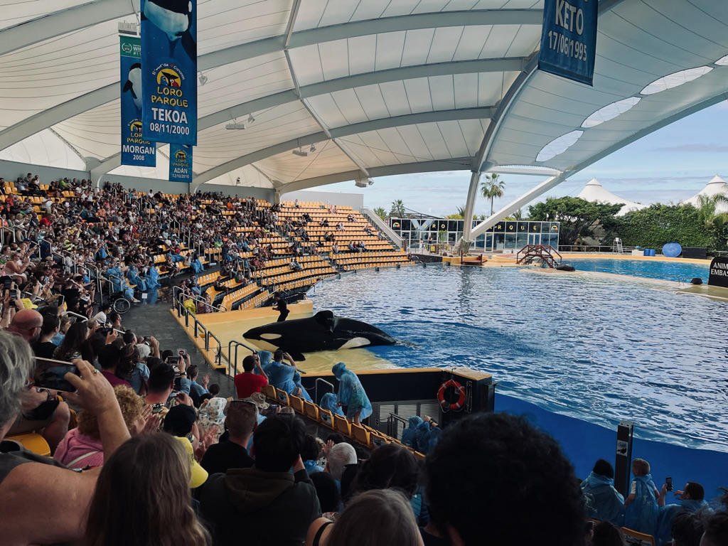 Spectacolul cu balene în Loro Parque