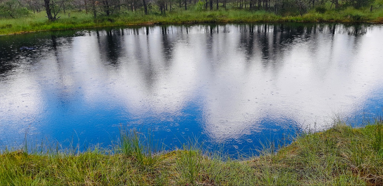 Ochi de apă în Tinovul Mohoș