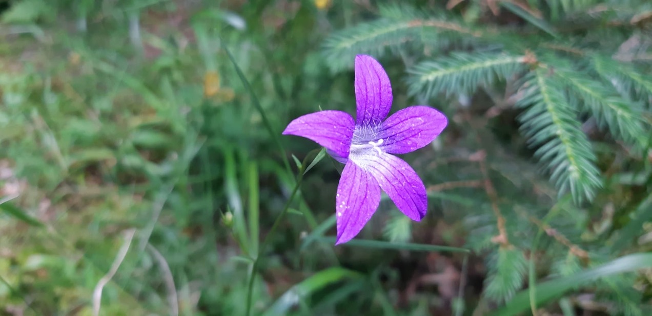 Flora din Tinovul Mare din Poiana Stâmpei